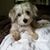 Donna Cappelli's profile image