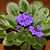 Joann Solum's profile image