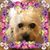 Karen Sheaffer's profile image