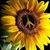 Tonie Decker Moore's profile image