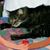 Cheryl Williams's profile image