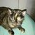 Sheila Gohl's profile image