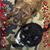 Carrie A. Geraci's profile image