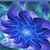 Anne DiGiando's profile image
