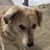 Sheryl Harris's profile image