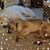Lorrie Sue Timm-Fredricksen's profile image