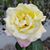 Betty Johnston Carlson's profile image