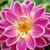Adriana Meucci's profile image