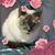 Brenda Skelly Hare's profile image