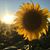 Amy Wisniewski Irwin's profile image