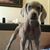 Vincent Loniello's profile image