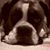 Sean Zawada's profile image
