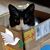 Desa Fosbinder's profile image