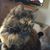 Amy Russow's profile image