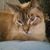 Keitha Williams Romine's profile image
