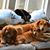 Carole Menninger's profile image