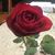 Betty Edler Rozypal's profile image