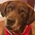 Ellen Coombs DiSanto's profile image