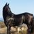 Avi Ben David's profile image