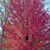 Maryl Boyer Bedenko's profile image