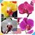 Ngọc-Phương Jennie's profile image