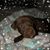 Leslie Foraker's profile image