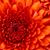 Joyce Langston's profile image