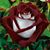 Joan Primavera Fager's profile image