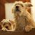 Vicki Davidson's profile image