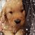 Annette Molitor Kelly's profile image