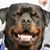 Bill Johnson's profile image