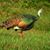মোঃ আসরাফ রহমান নয়ন's profile image