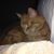 Christine DelRossi's profile image