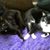 Jam Iro Cat's profile image