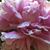 Christine Beissel's profile image