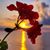 Lori Ann's profile image