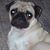 Susan Sanftner's profile image