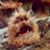 Kailyn Arlene McNulty's profile image