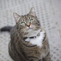 Carol Carol's profile image