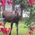 Grace Swafford O'Brien's profile image