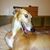Tracy Oswald's profile image