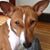 Jos Sasson's profile image