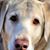 Michele Bogan's profile image