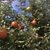 Carol Jussaume's profile image