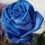 Sylvia Caballero Galvan's profile image