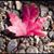 Tauseef Zaman's profile image