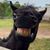 Joey Larsen's profile image