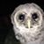 Judy Rose-Rainey's profile image