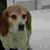Ronnie Rosenberg's profile image