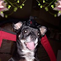 Elise Durand's profile image